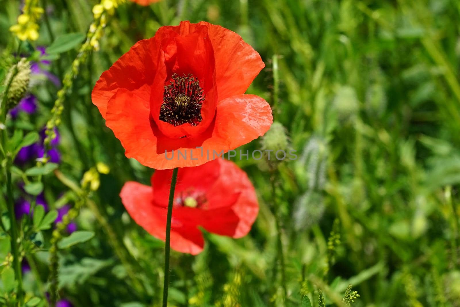 poppy flower on the background of the green juicy grass