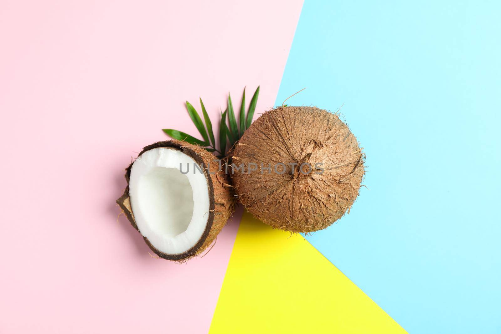 Two coconut one of which split with palm branch on color background