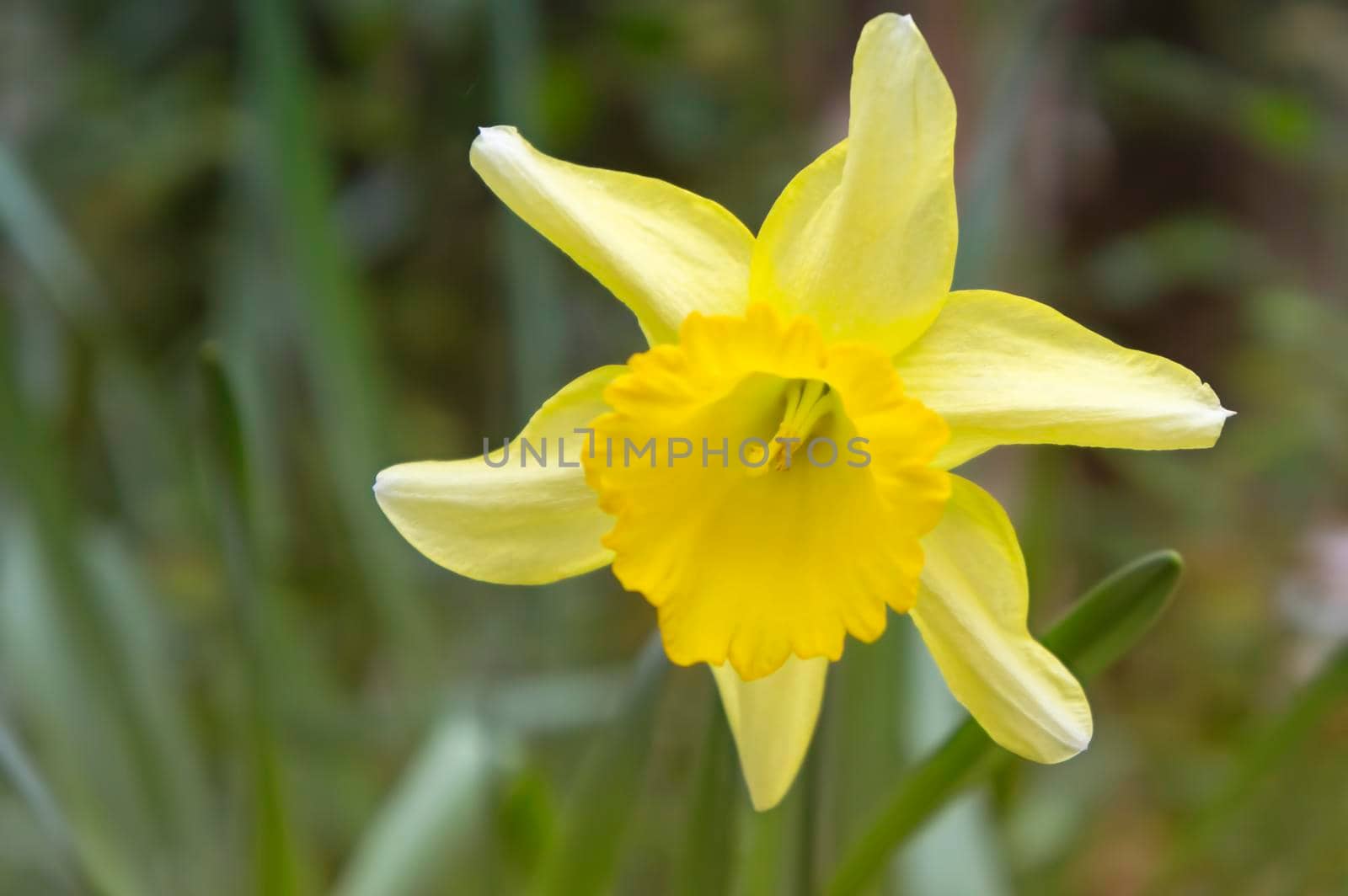 Natural background with yellow Narcissus flower on grass