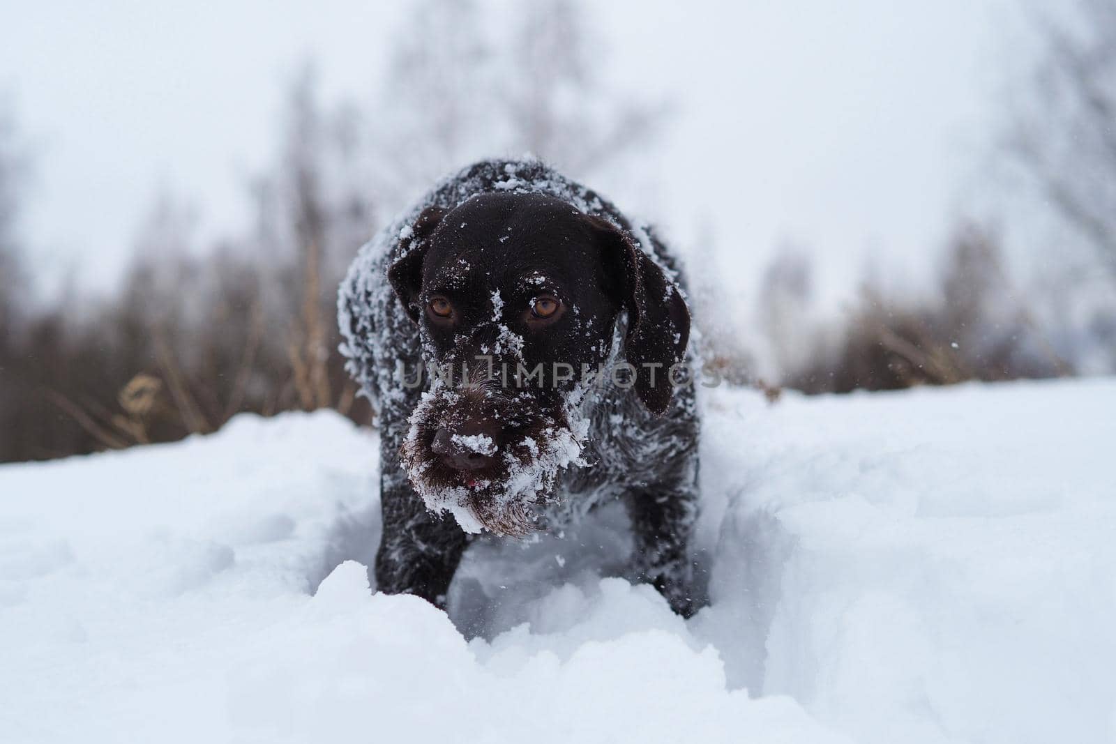 Hunting dog in the field in winter. German wire hair on a winter hunt. . High quality photo