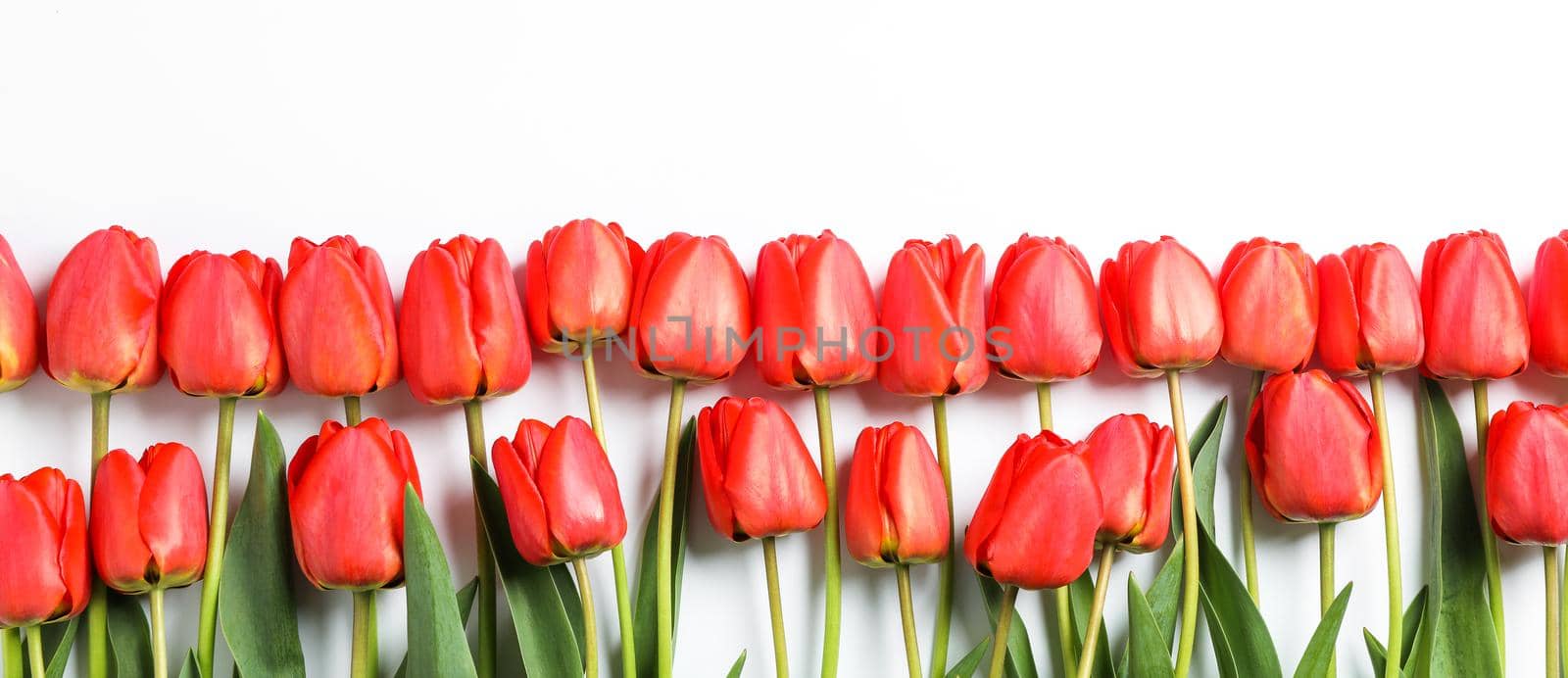 Many beautiful red tulips with green leaves on white background, space for text by AtlasCompany