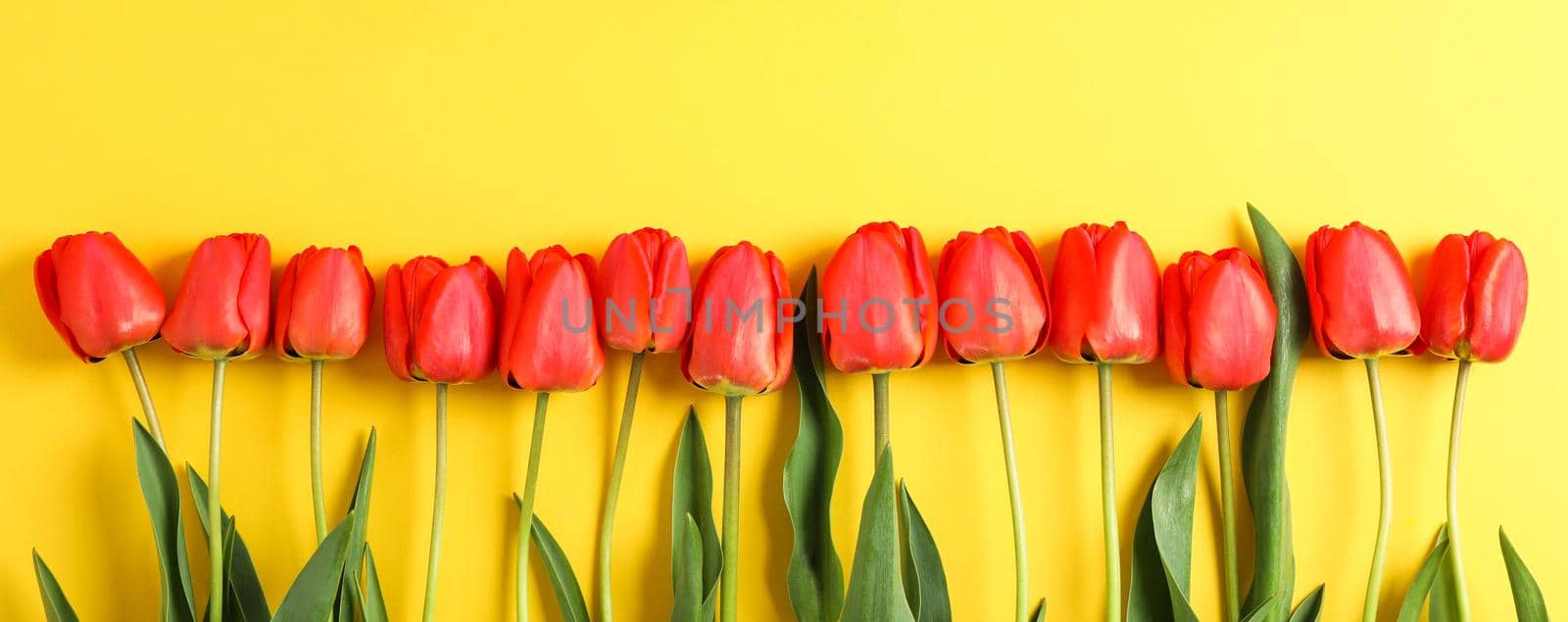 Many beautiful red tulips with green leaves on yellow background, space for text by AtlasCompany