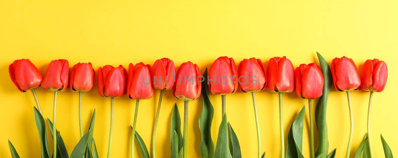 Many beautiful red tulips with green leaves on yellow background, space for text