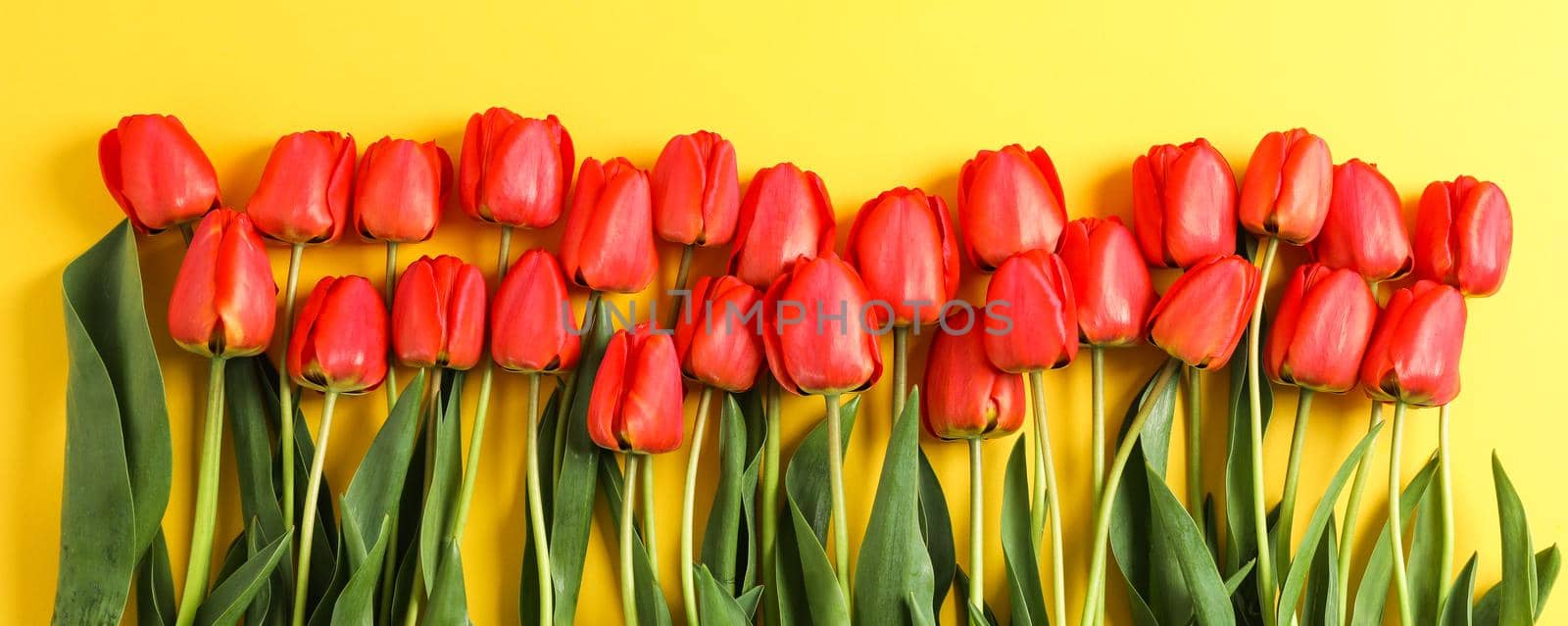 Composition with beautiful red tulips on yellow background. Spring flowers