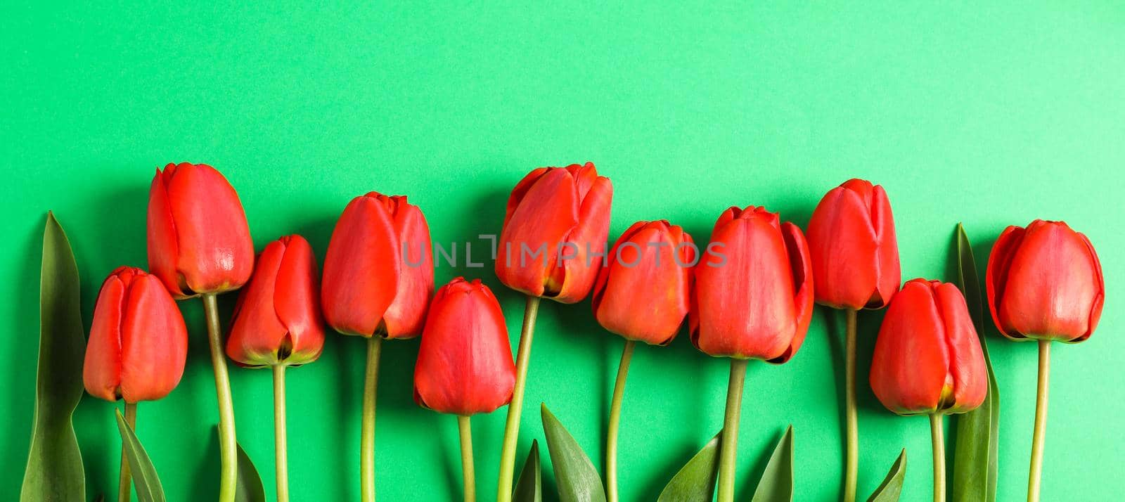 Many beautiful red tulips with green leaves on color background, space for text by AtlasCompany