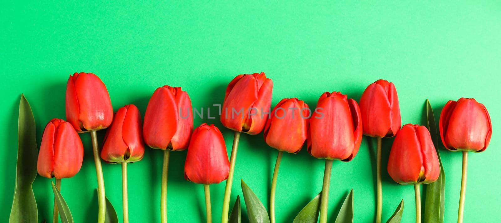 Many beautiful red tulips with green leaves on color background, space for text