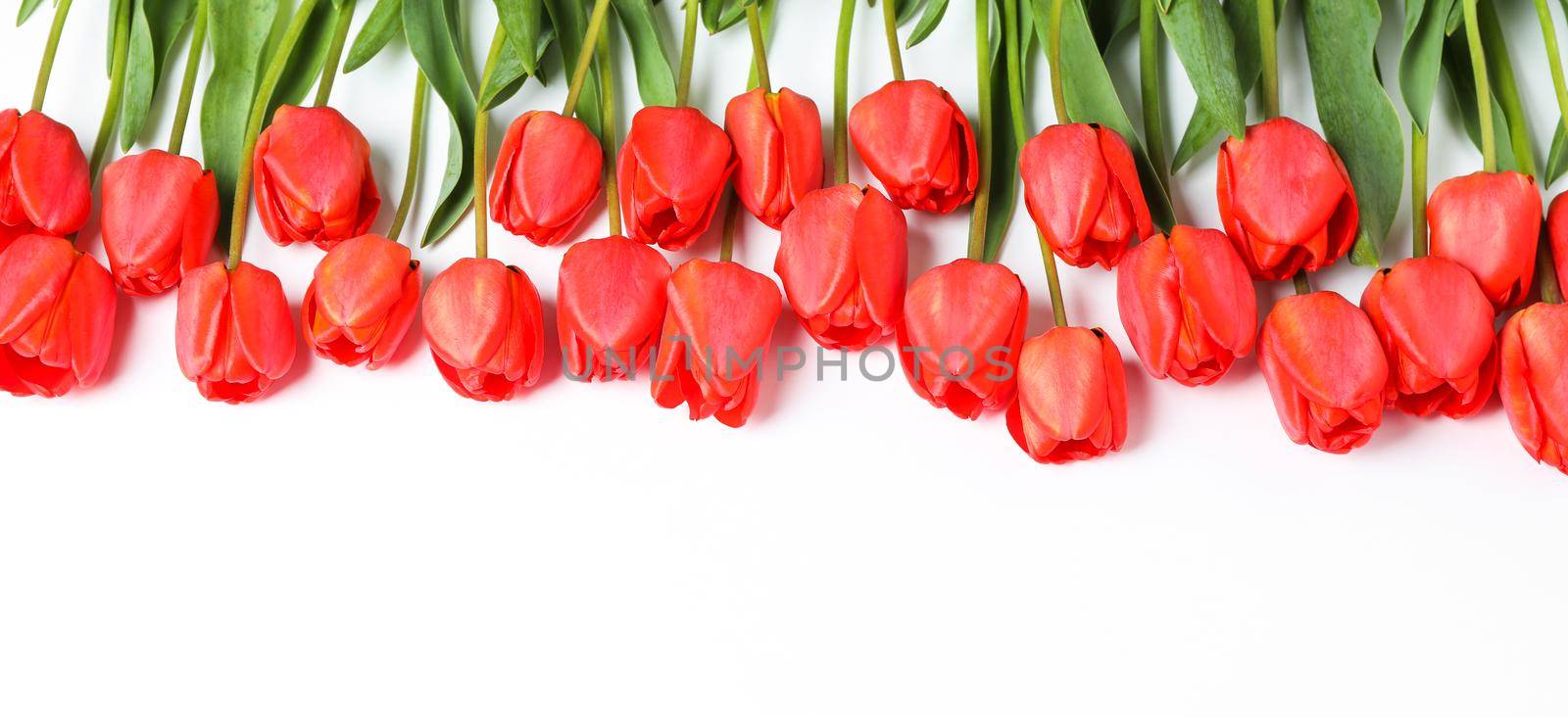 Many beautiful red tulips with green leaves on white background, space for text by AtlasCompany