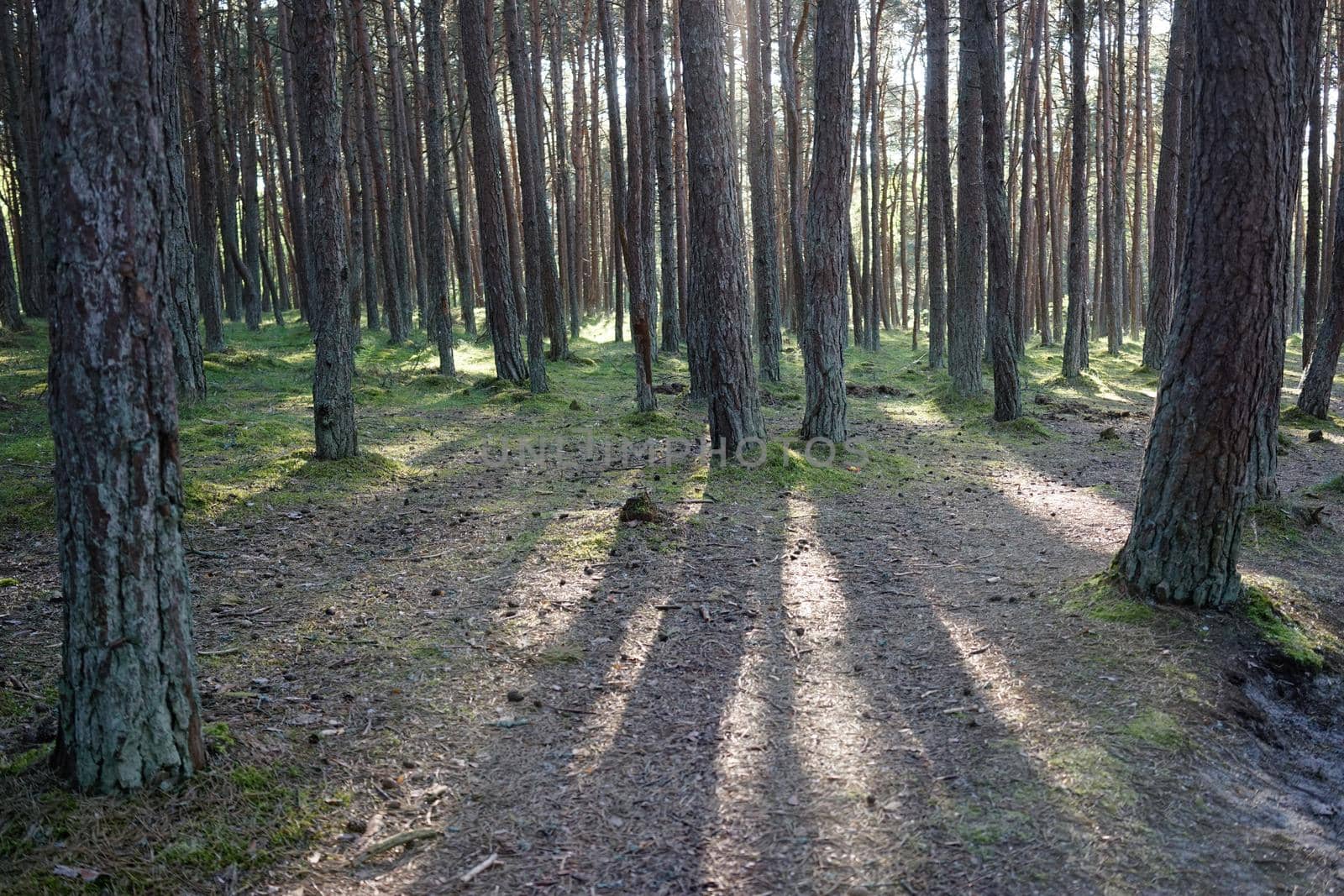 Landscape with pine trees on a Sunny day, the rays penetrate through the crown of the trees lighting the land from the roots of pine trees and grass