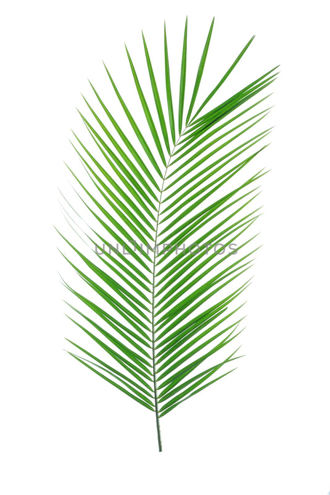 Beautiful palm leaf isolated on white background. Exotic plant by AtlasCompany