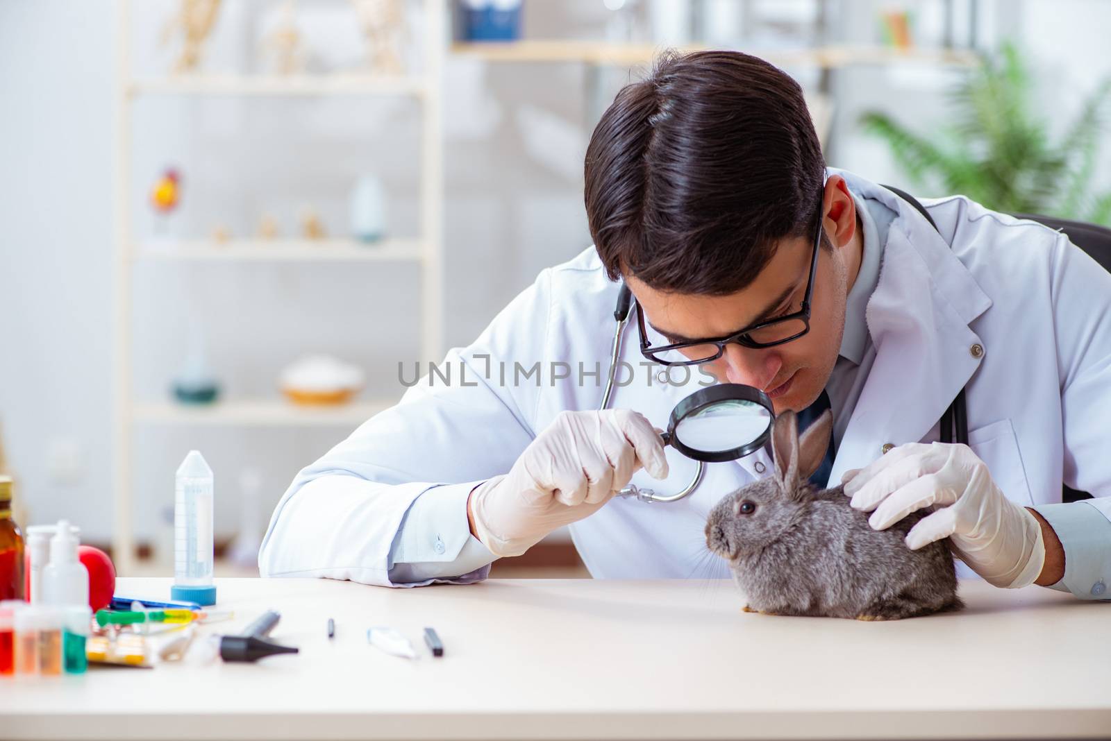 Vet doctor checking up rabbit in his clinic by Elnur