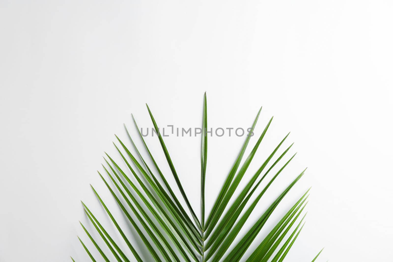 Exotic palm leaf on white background. Space for text, top view by AtlasCompany