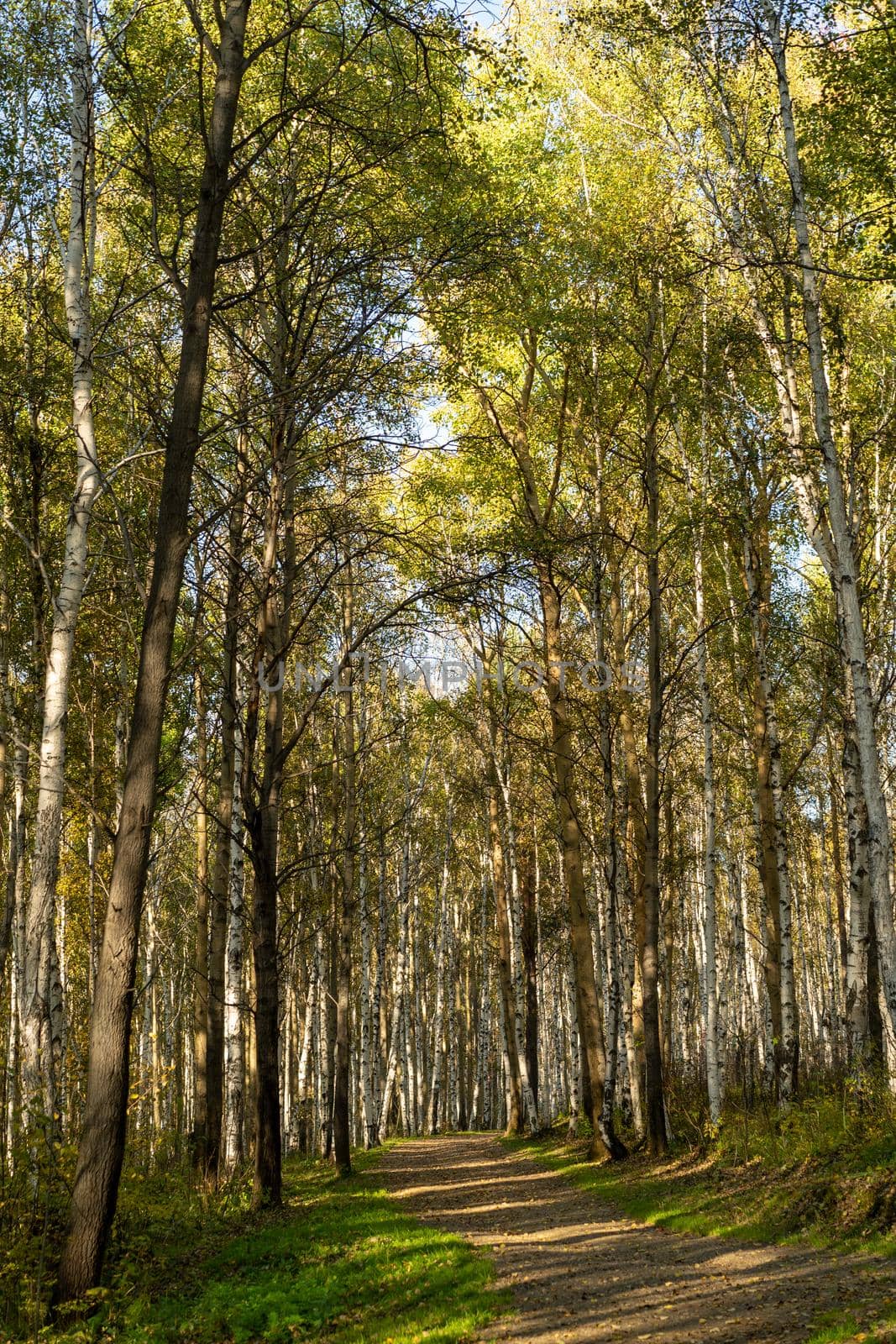 Natural landscape with a view of trees and a path in the grove. Autumn, seasons.