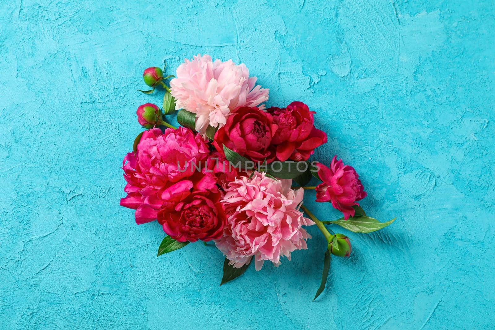 Beautiful peony flowers on color background, space for text