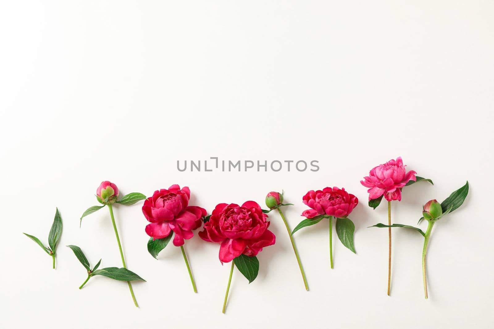 Flat lay composition with beautiful peonies on white background, space for text