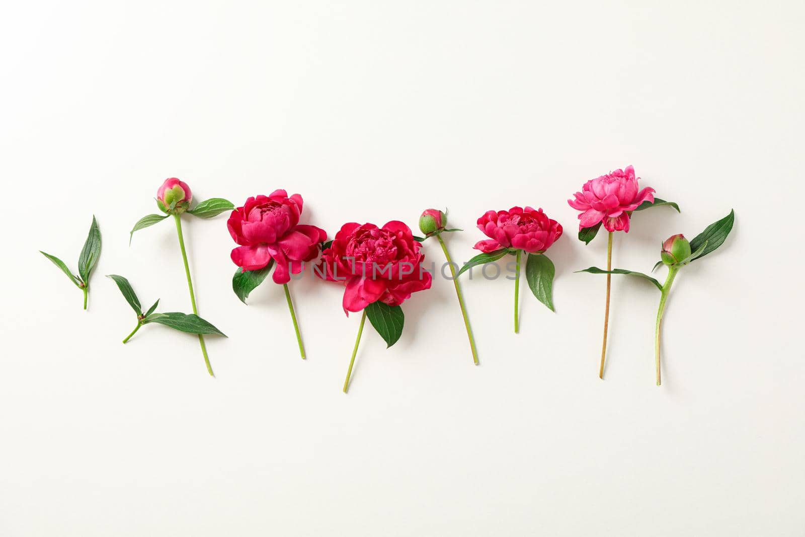 Flat lay composition with beautiful peonies on white background, space for text