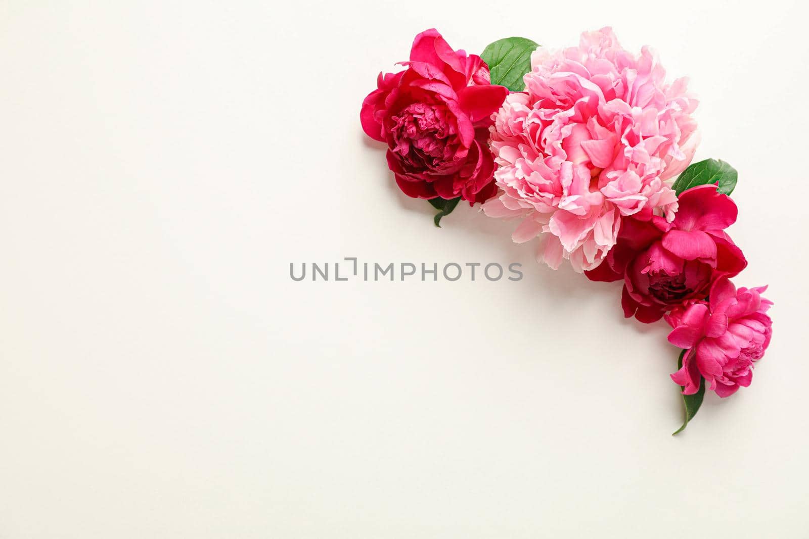 Flat lay composition with beautiful peonies on white background, space for text and top view by AtlasCompany