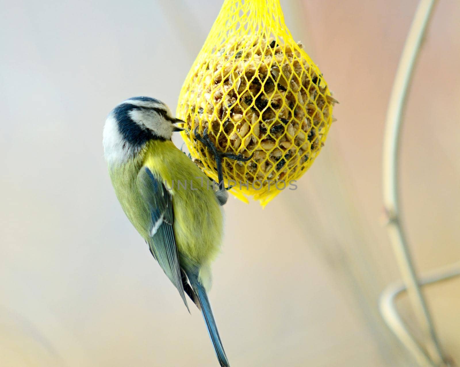 Cute Great Tit Bird on Suet Feeder. by hamik