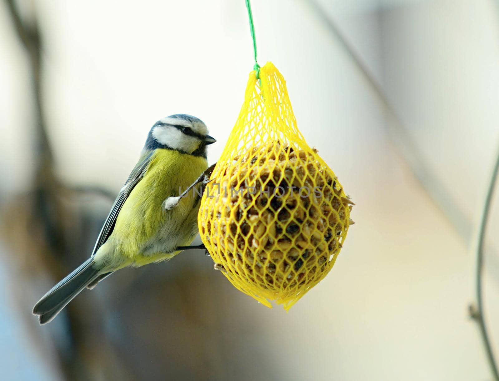 Cute Great Tit Bird on Suet Feeder. by hamik