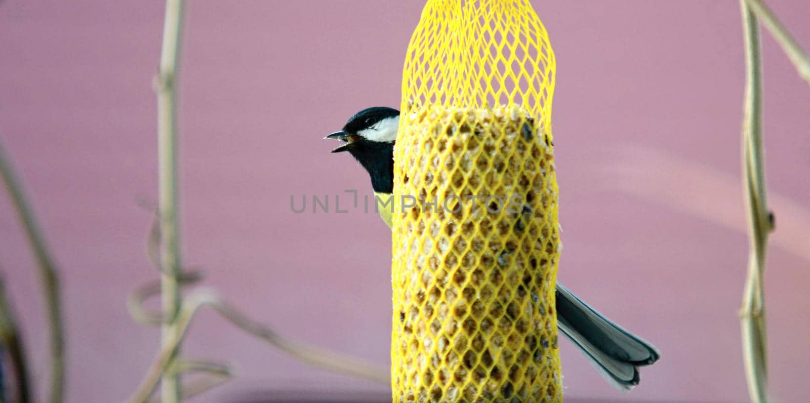 Closeup of Cute Great Tit Bird (Parus Major) Hanging on Net Suet Feeder.