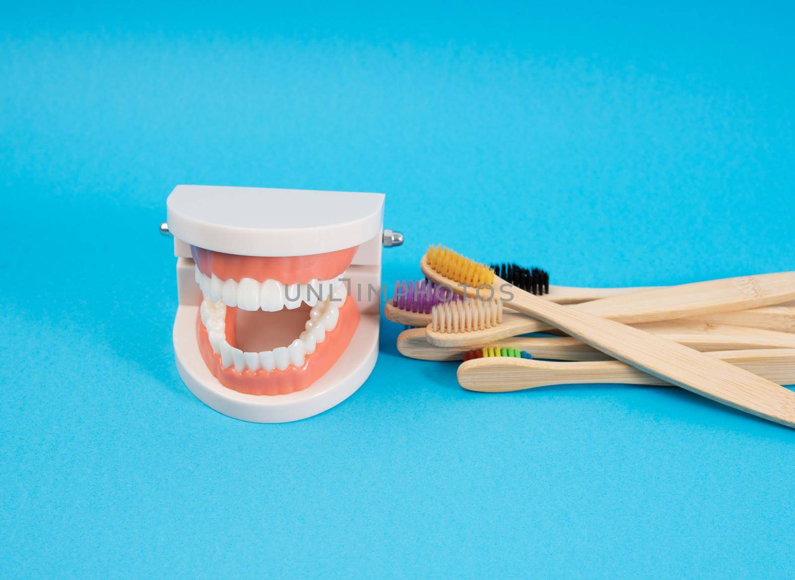 plastic model of a human jaw with white teeth and  wooden toothbrush  by ndanko