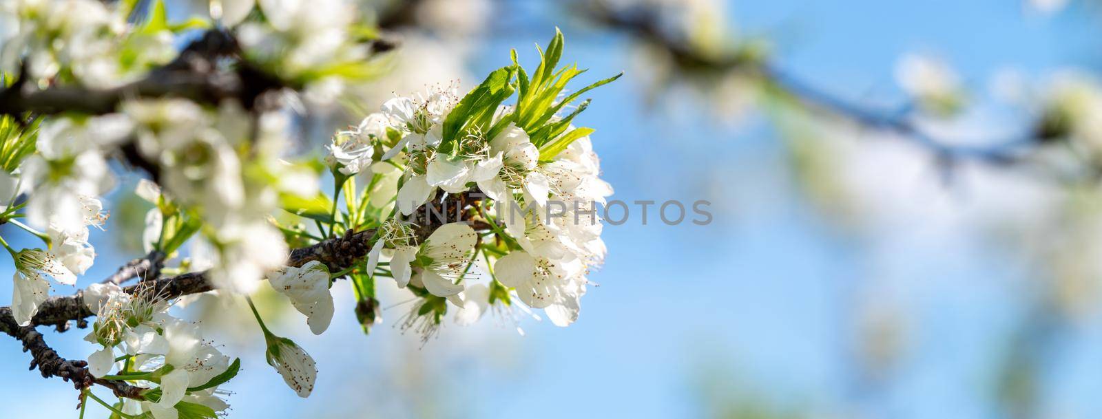 Beautiful Chinese Oriental Plum blooming in white color in springtime on the tree background.