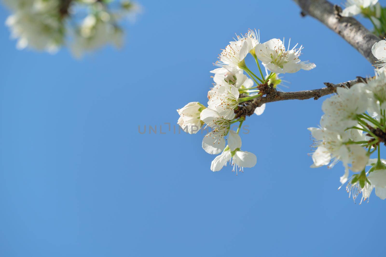 Beautiful Chinese Oriental Plum blooming in white color in springtime on the tree background.