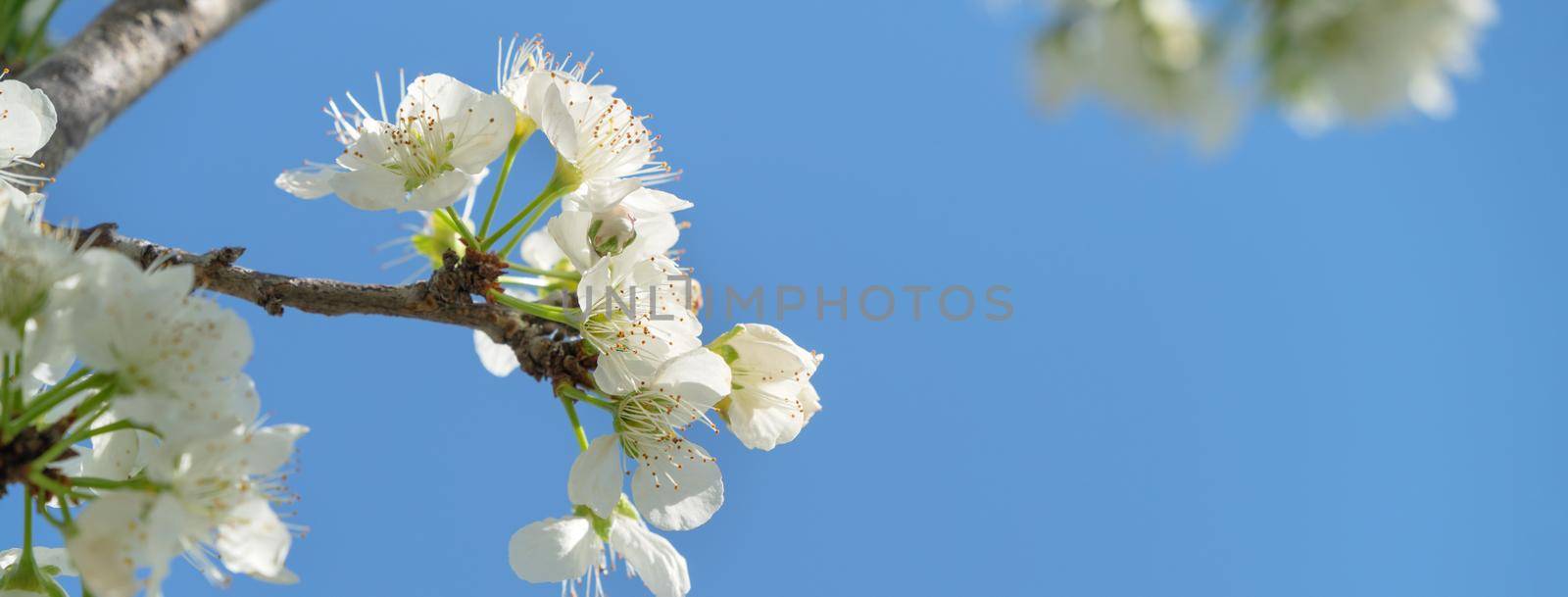 Beautiful Chinese Oriental Plum blooming in white color in springtime on the tree background.