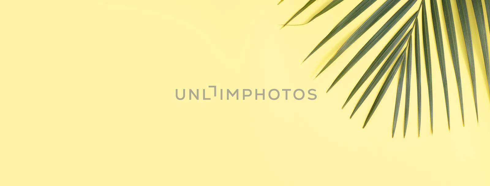Top view of tropical palm leaves branch isolated on bright yellow background with copy space.