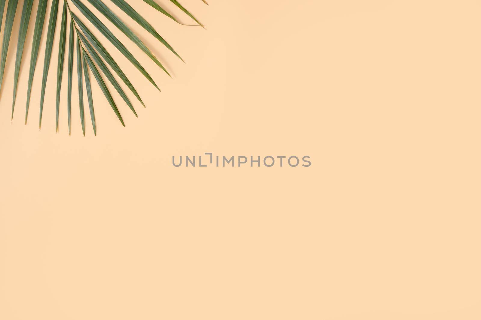 Top view of tropical palm leaves branch isolated on bright orange background with copy space.