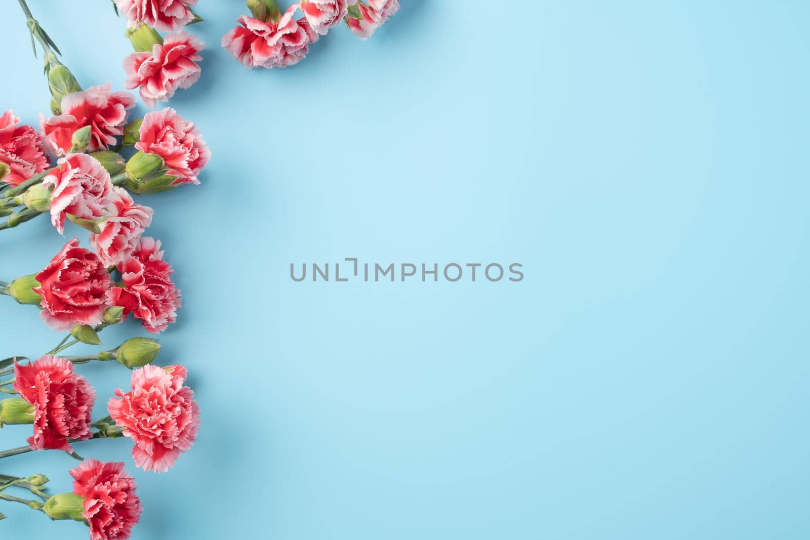 Concept of Mother's day holiday greeting gift design with carnation bouquet on bright blue table background