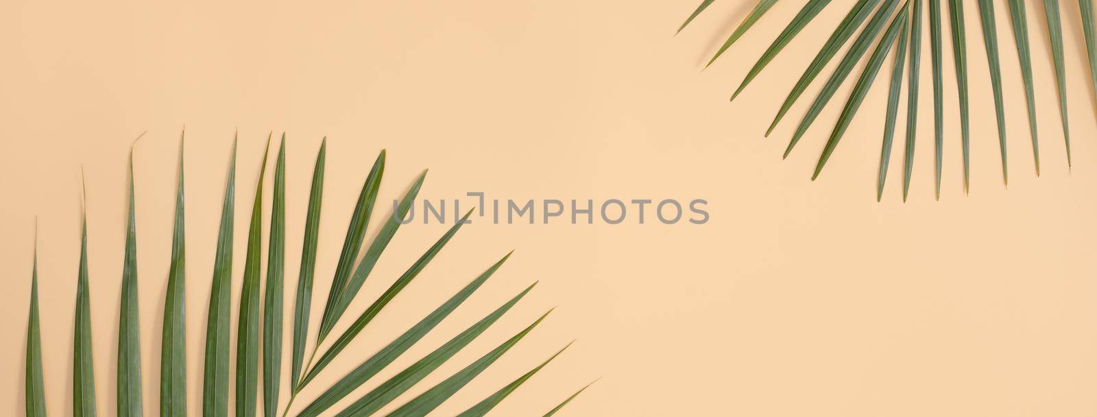 Tropical palm leaves isolated on bright orange background. by ROMIXIMAGE
