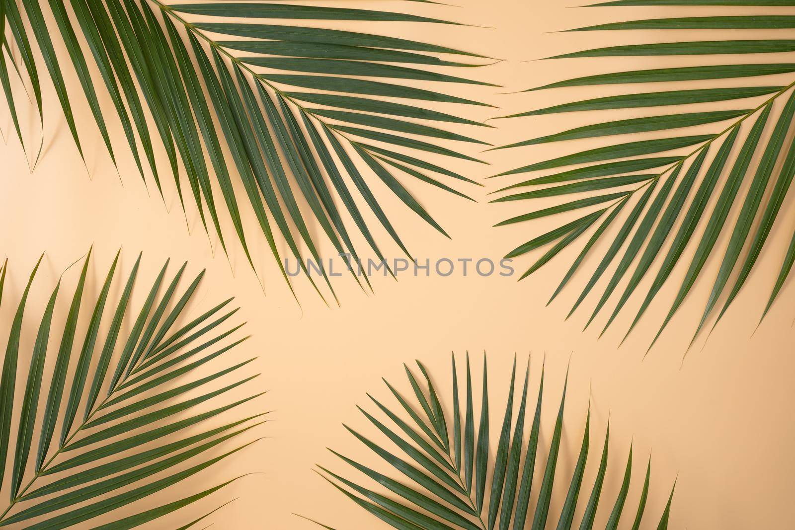 Top view of tropical palm leaves branch isolated on bright orange background with copy space.