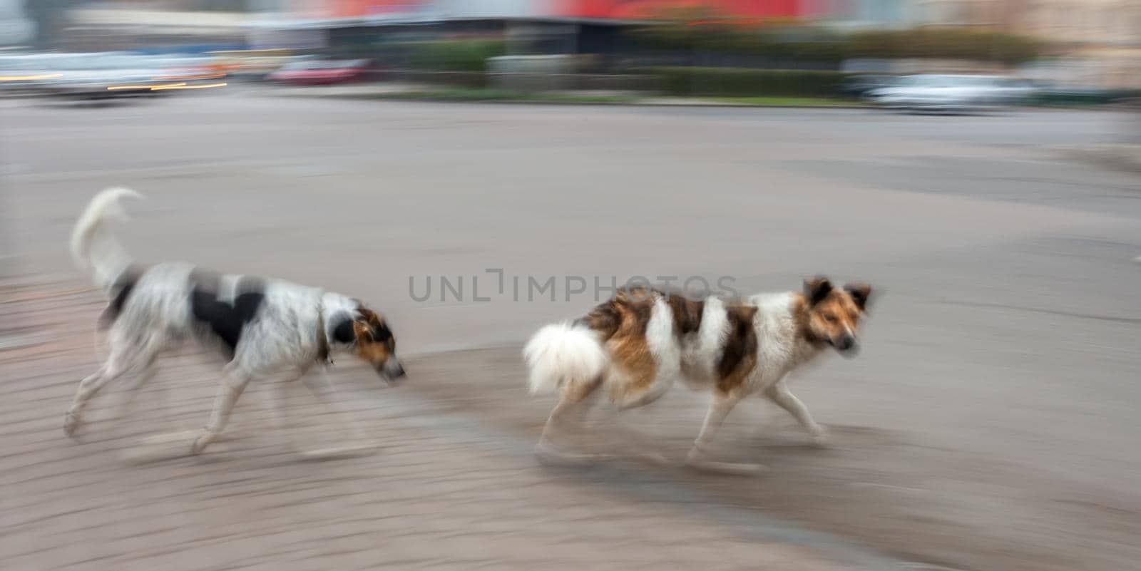 Two dogs cross the road.  Intentional motion blur