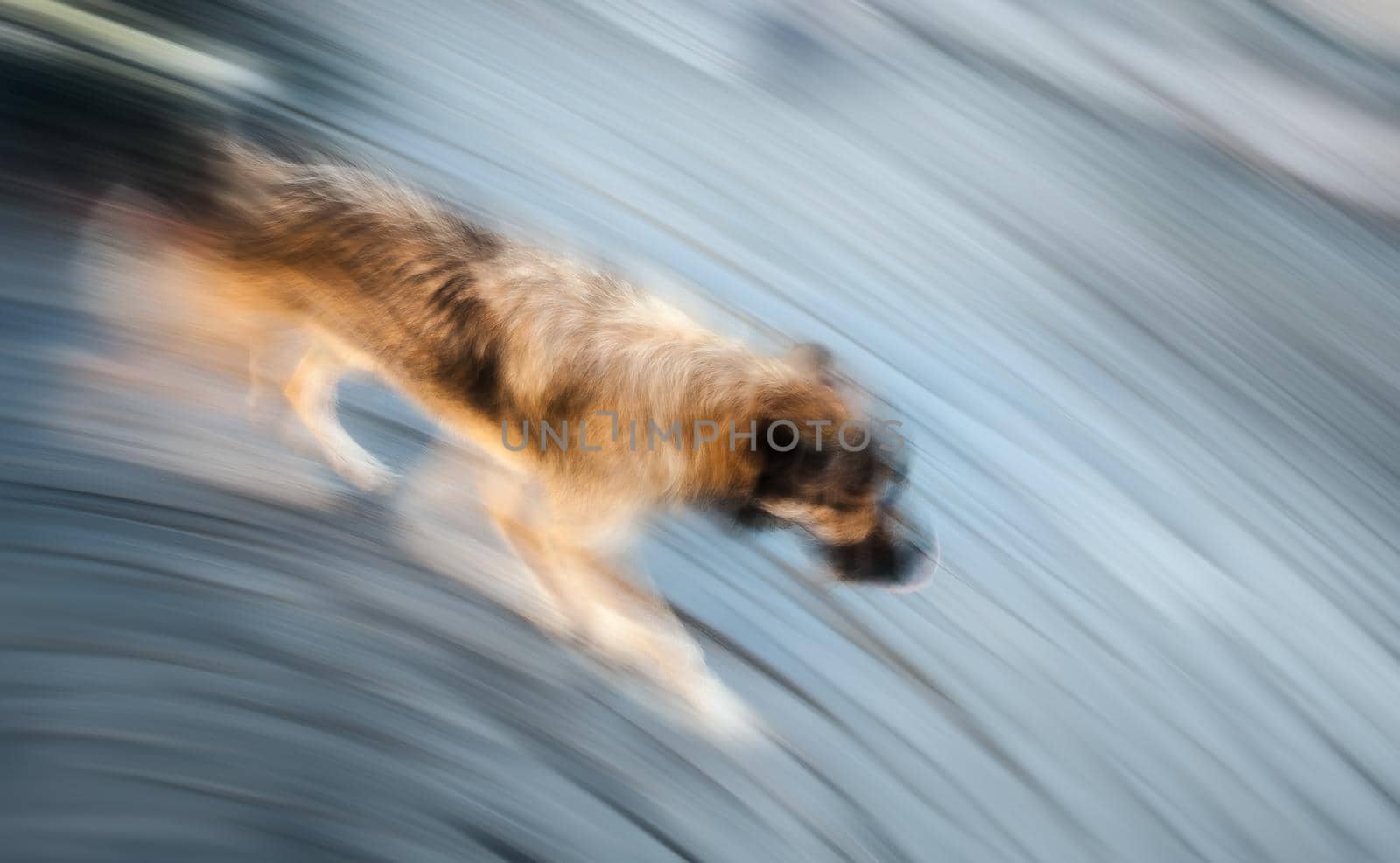 Abstract background. Motion blurred running homeless dog