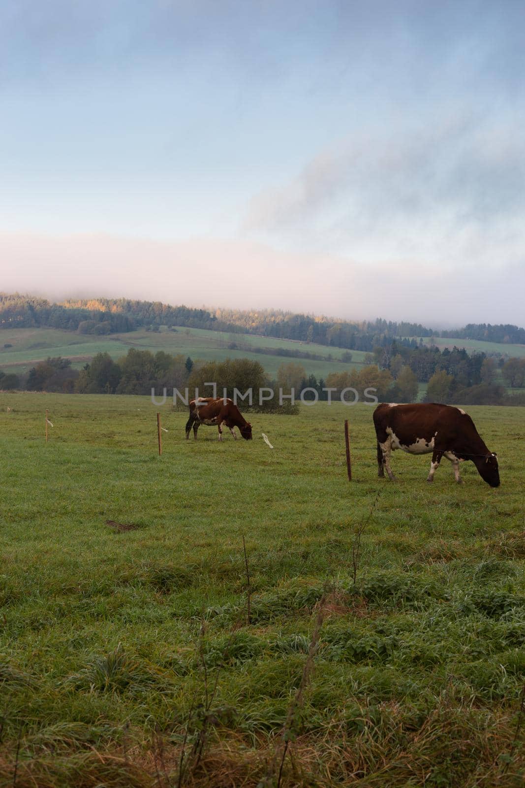 Idyllic eco-friendly farm life in eastern Europe by ingalinder