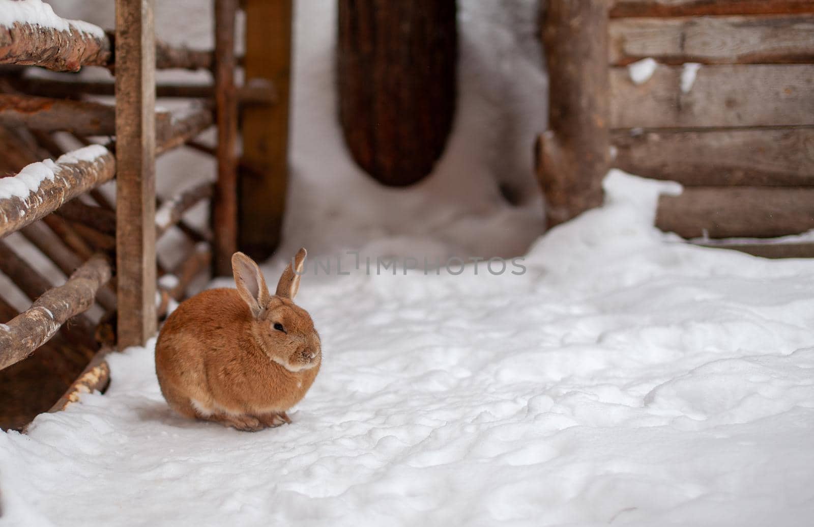 Beautiful, fluffy red rabbit in winter on the farm. The rabbit sits waiting for food.