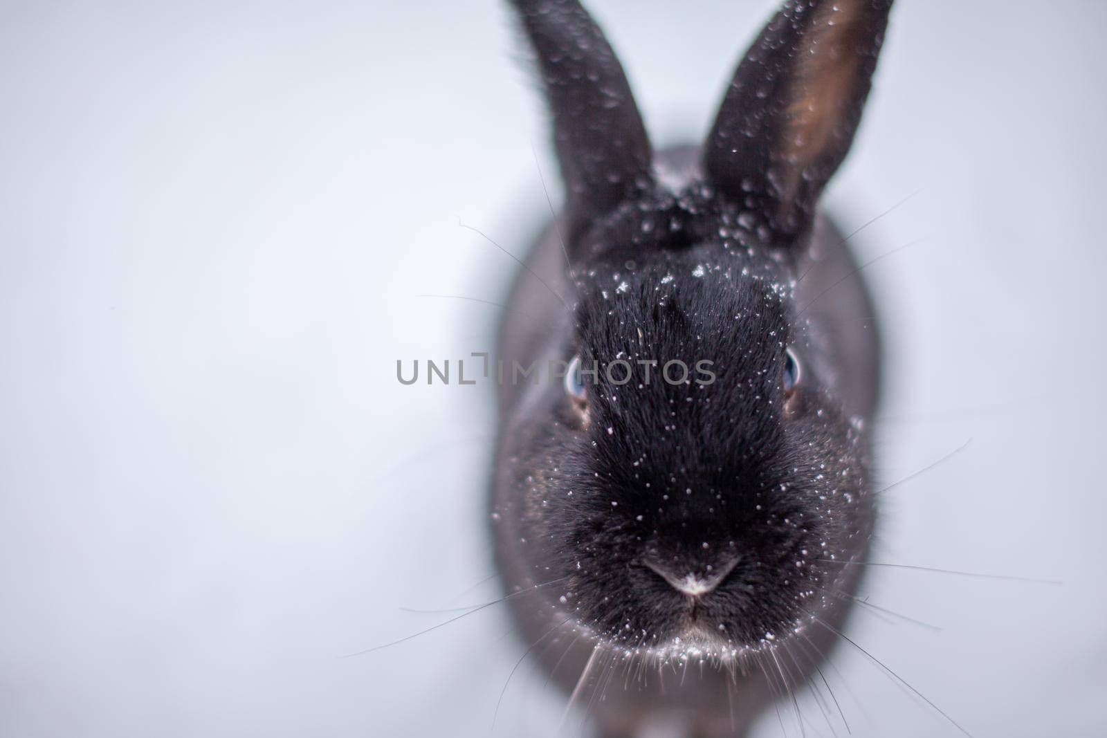 Beautiful, fluffy black rabbit in winter in the park. The rabbit sits waiting for food.