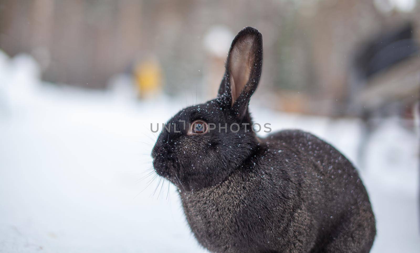 Beautiful, fluffy black rabbit in winter in the park. The rabbit sits waiting for food.