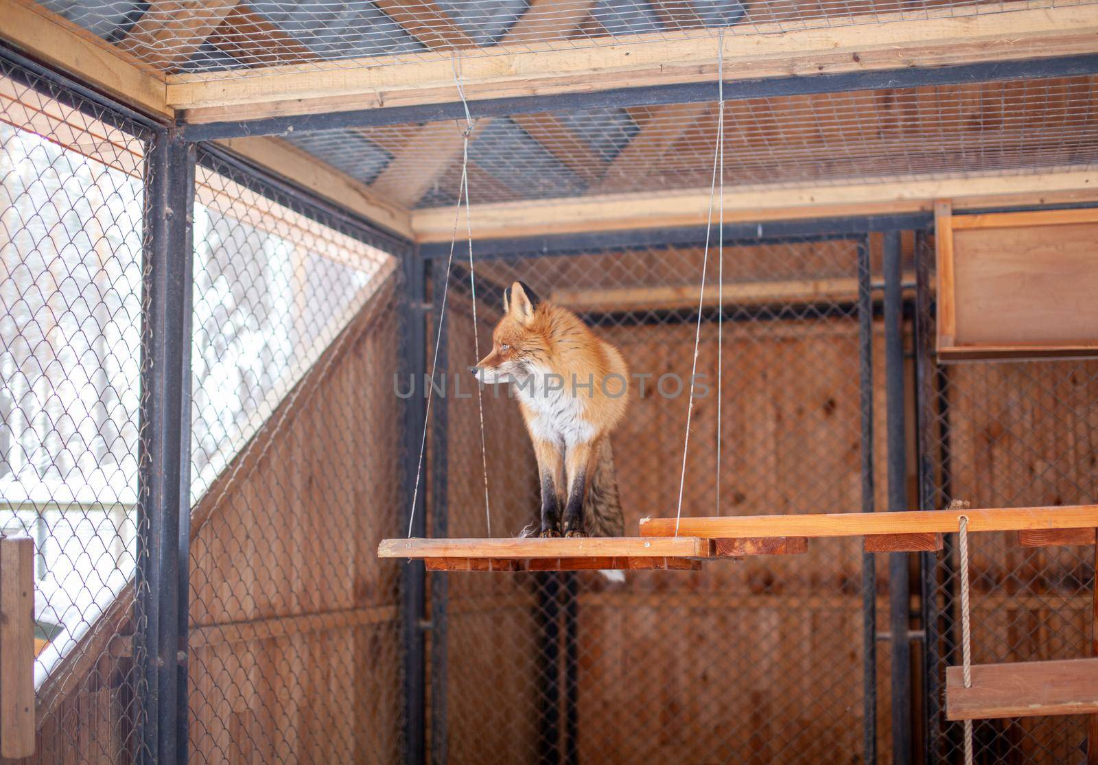 Wild red Fox sitting in a cage at the zoo. High quality photo