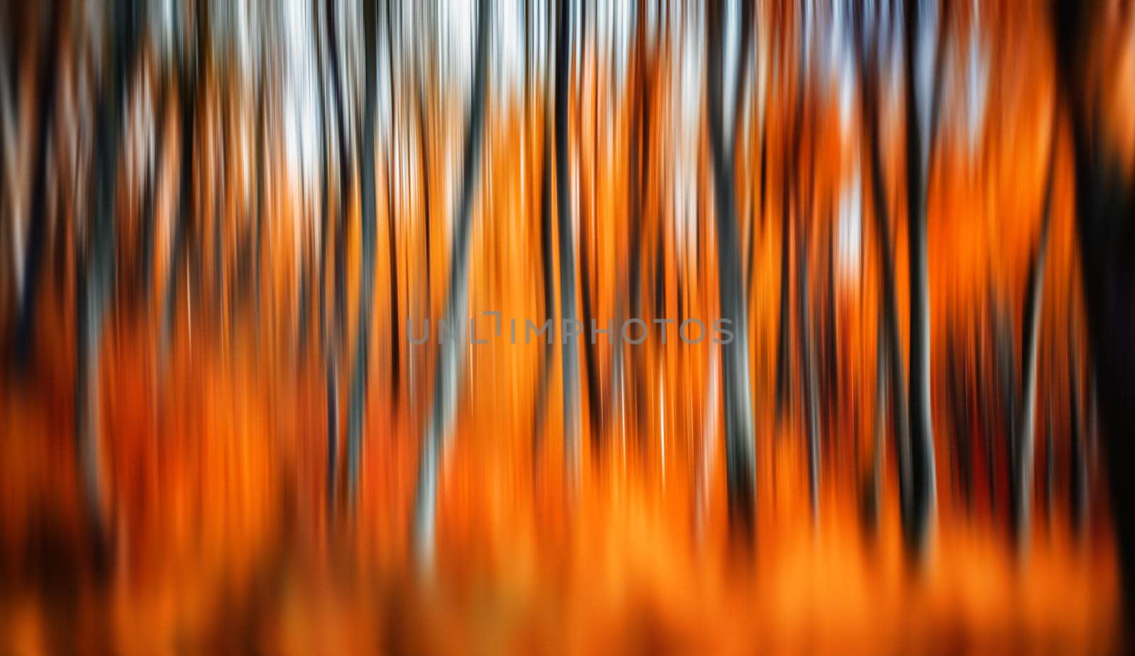 Abstract image of trees in an autumn forest. Intentional motion blur