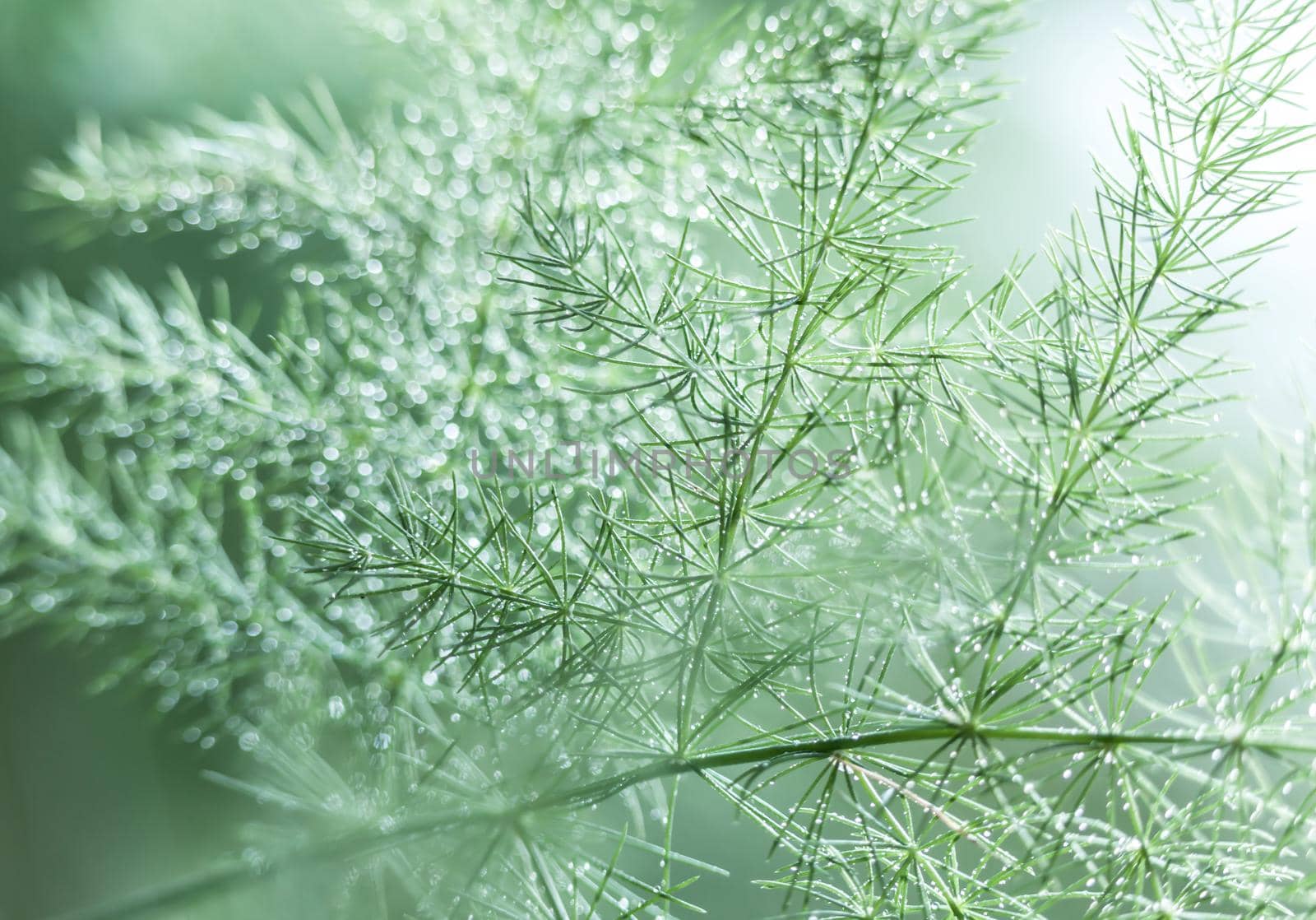 Abstract nature blurred background. Water drops with bokeh