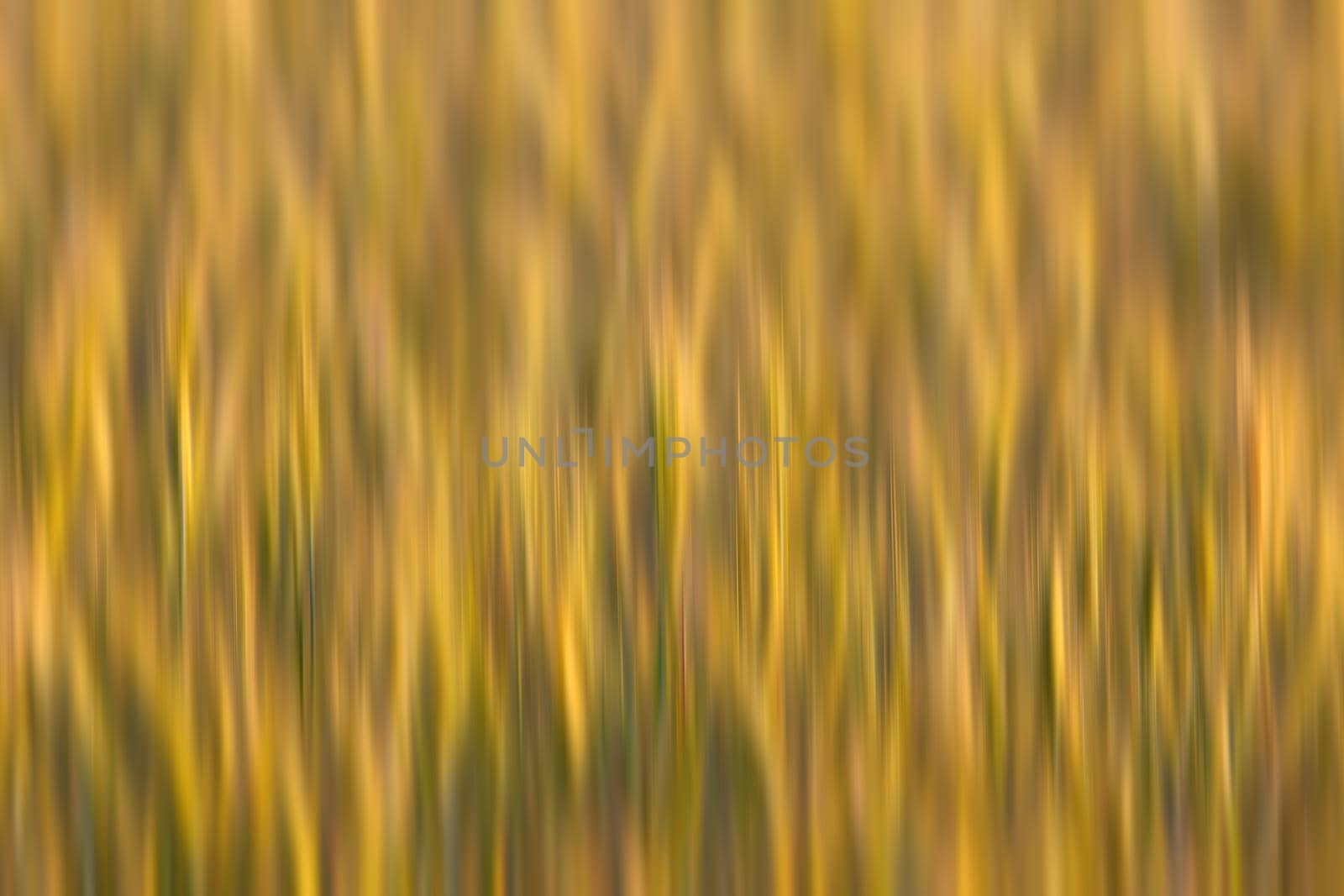 Golden wheat field. Abstract blurred nature background. 