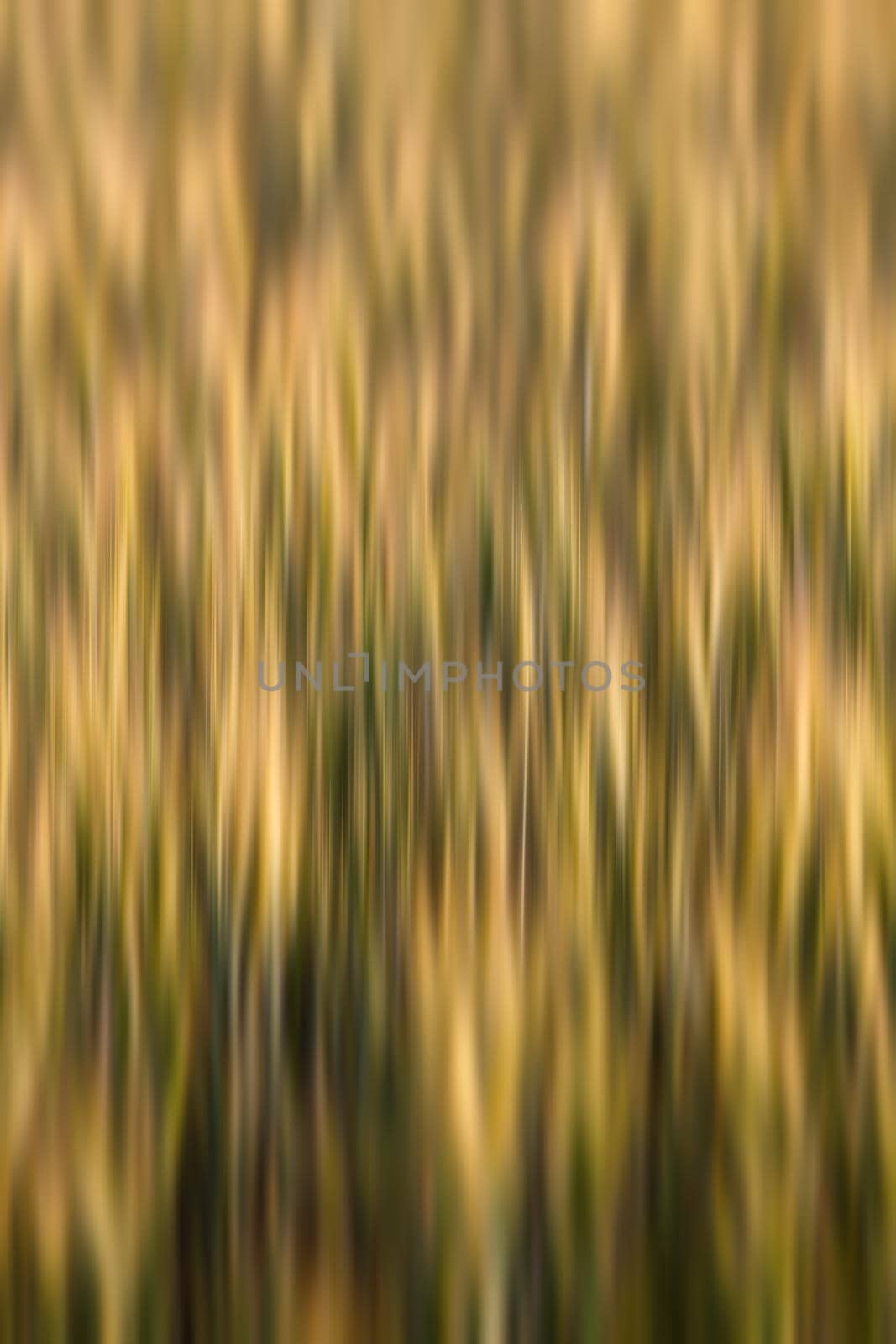 Golden wheat field. Abstract blurred nature background. 