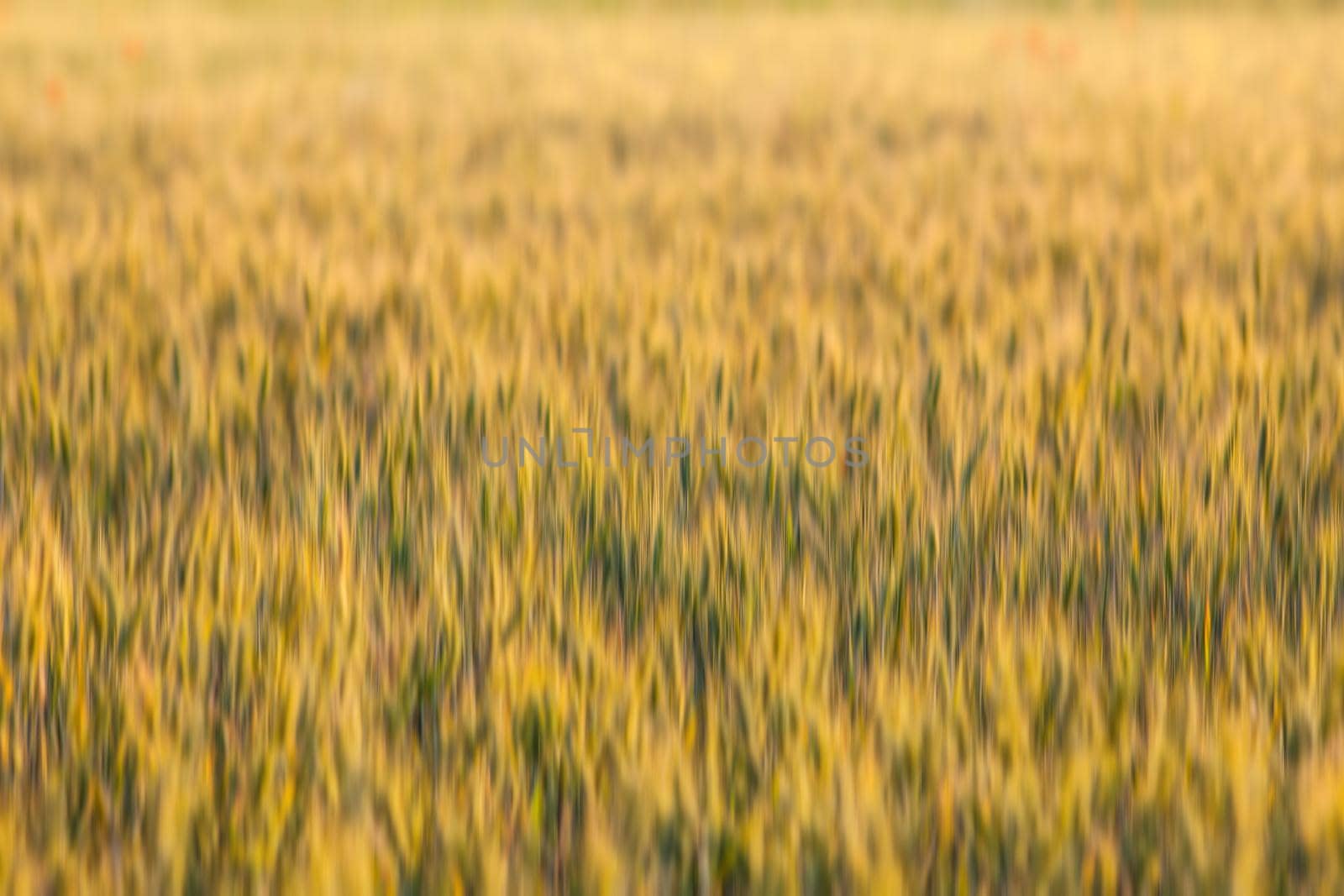 Golden wheat field. Abstract blurred nature background. 
