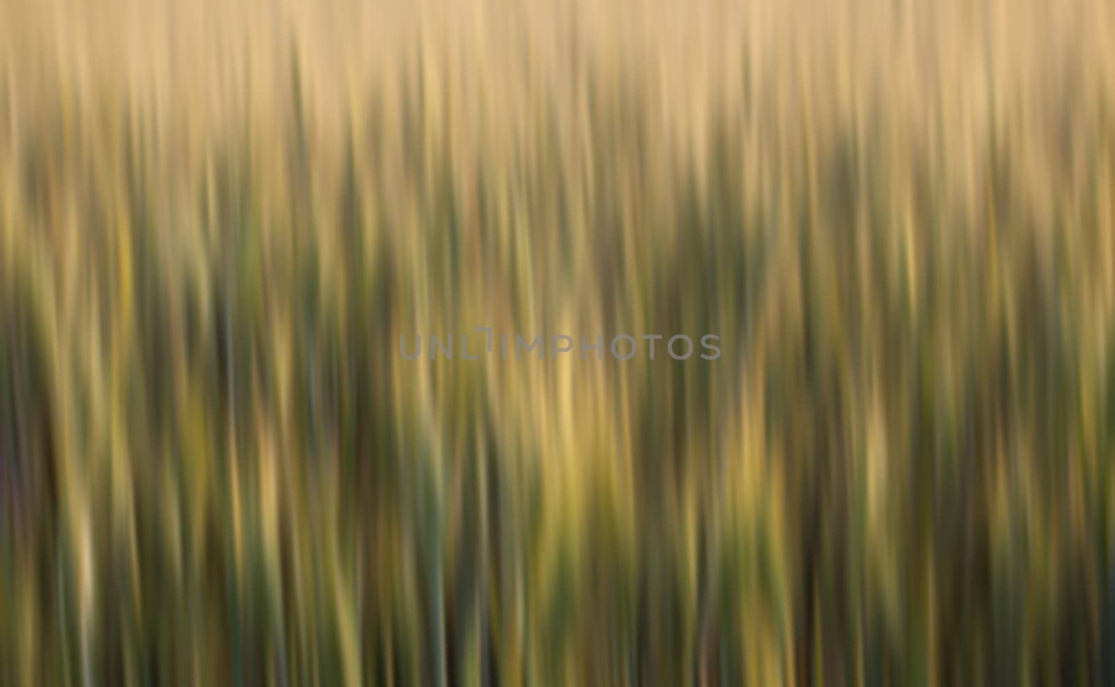 Golden wheat field. Abstract blurred nature background. 