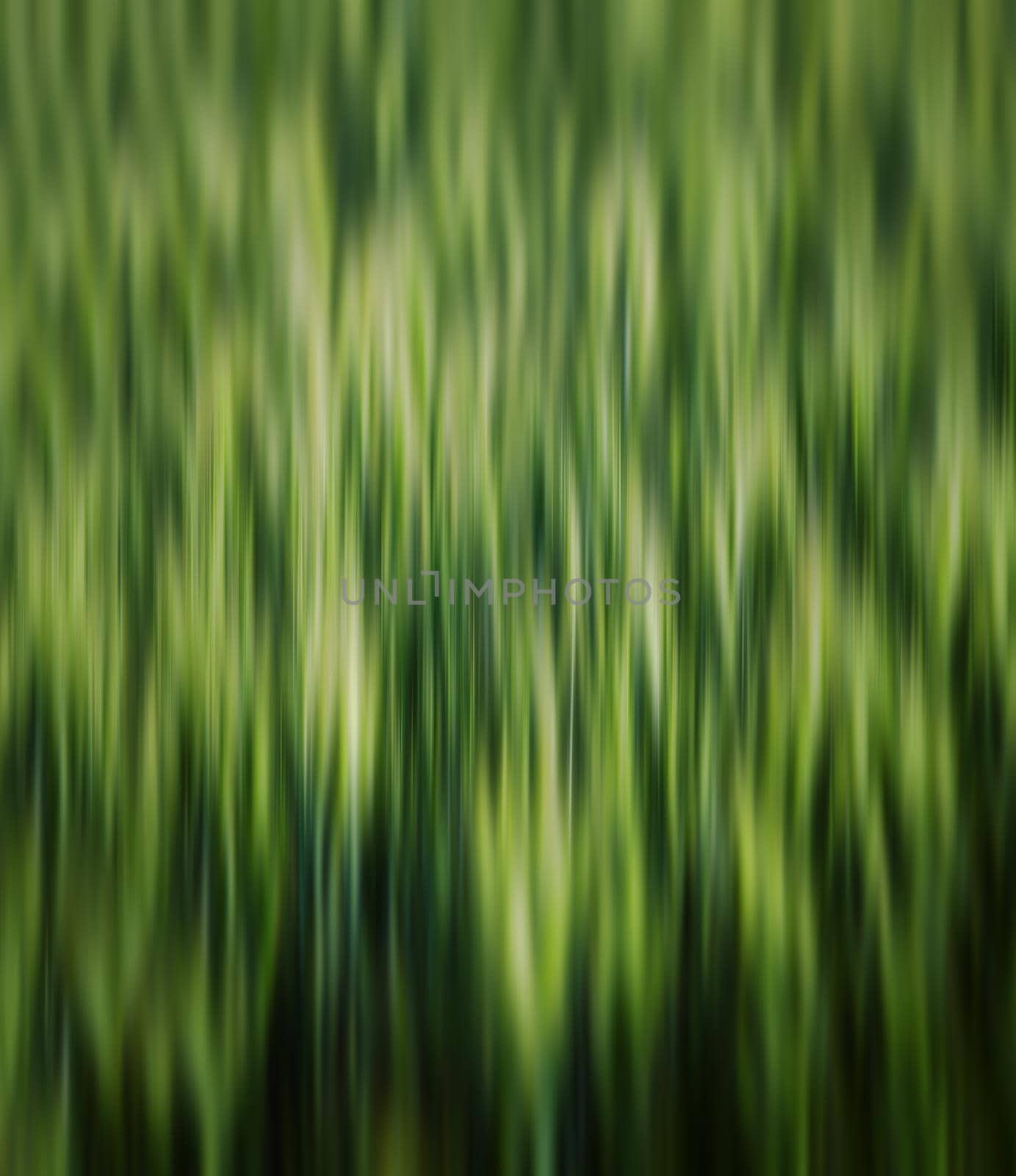 Green wheat field. Abstract blurred nature background. 