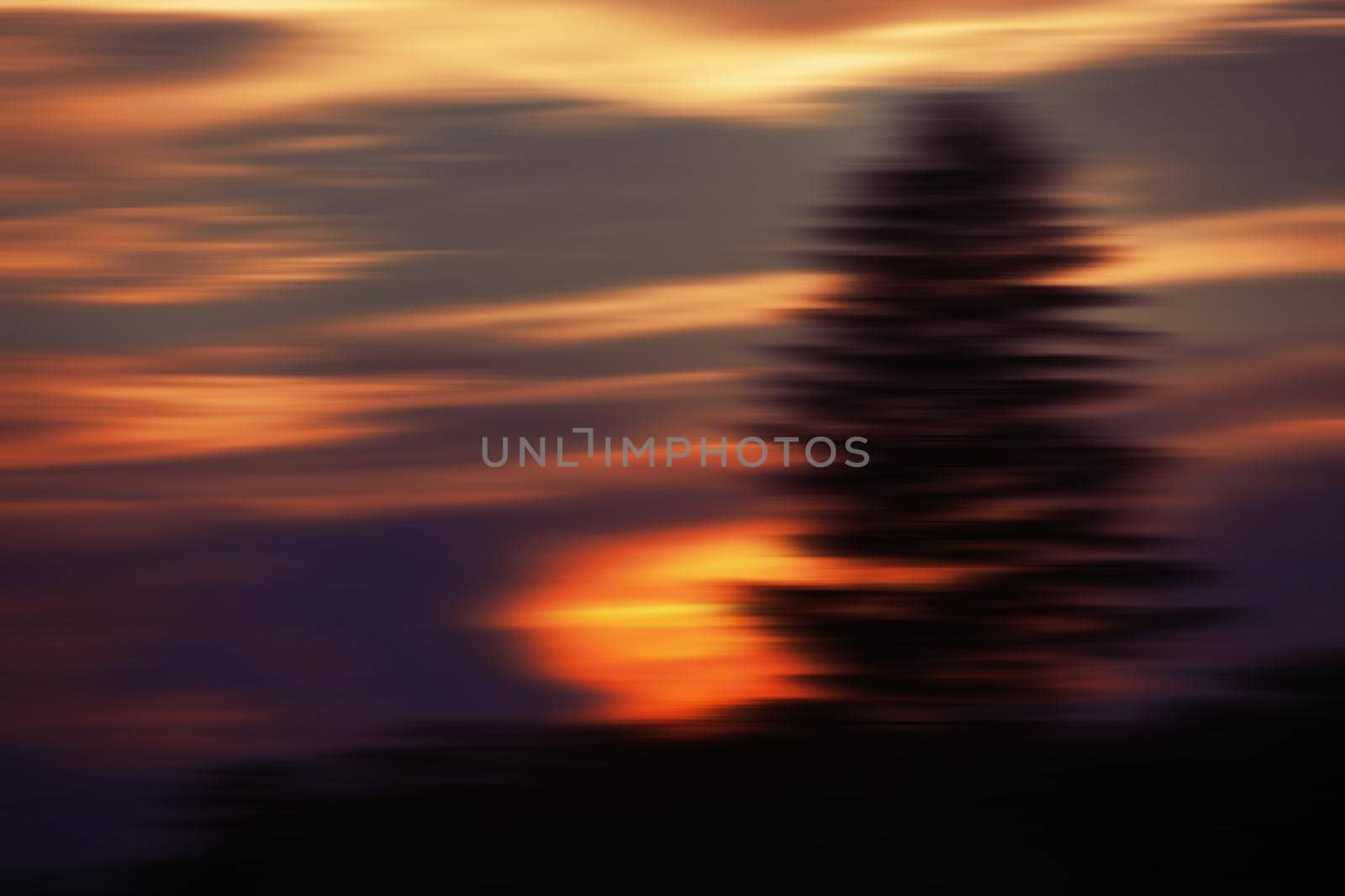 Abstract blurred background. Soft focus image of sunset clouds and pine tree