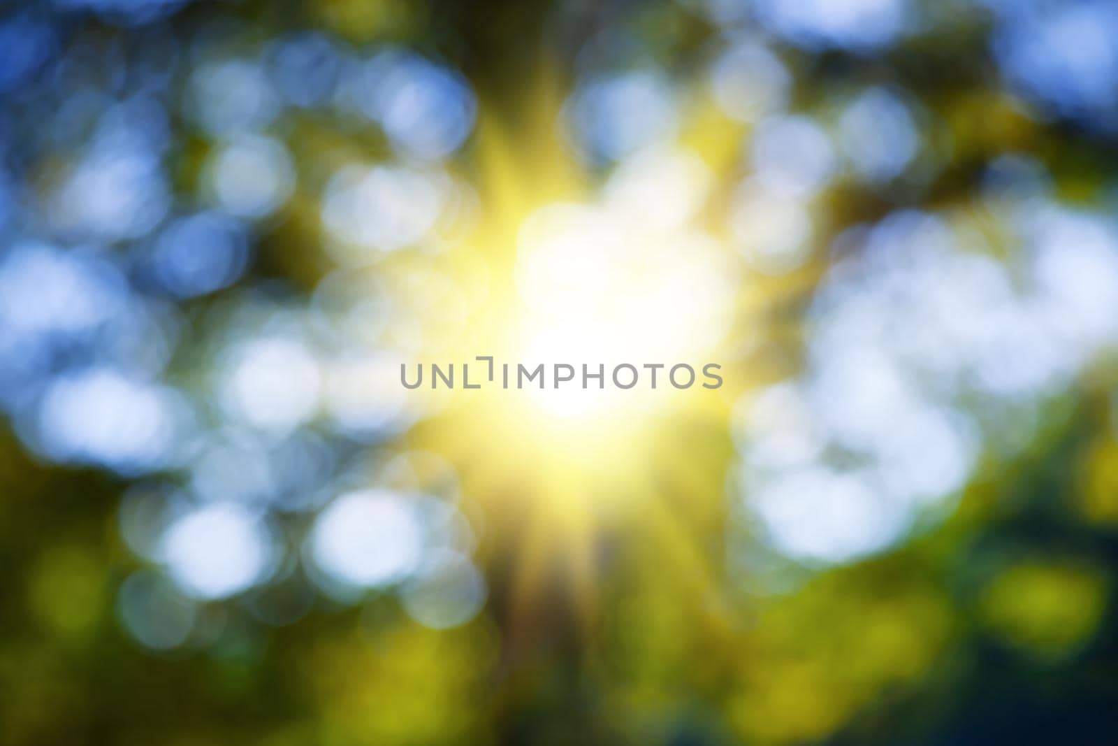 Defocused image of autumn park with trees and sunlight