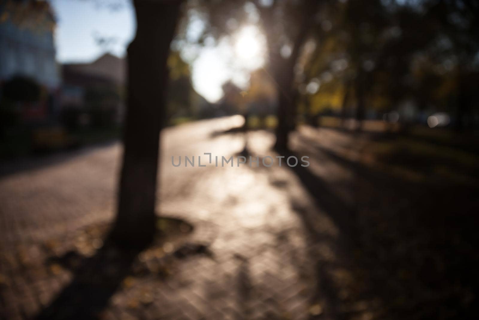 Defocused image of autumn city park with trees and sunlight