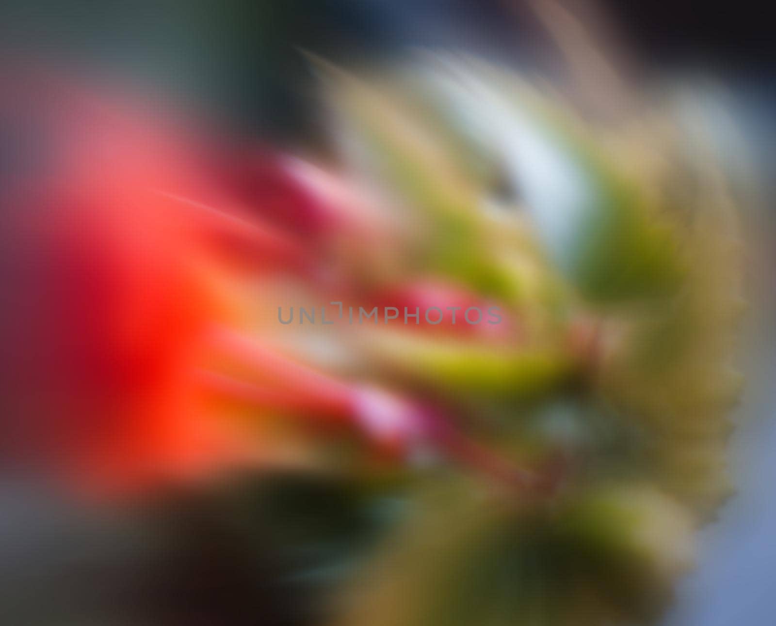 Defocused red flowers for use as background